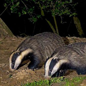 Buckinghamshire Badger Group