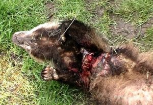 Badger persecution and illegal activities